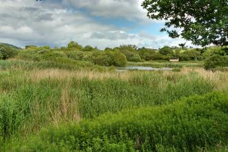 View of Pwll Penarth Montgomeryshire Wildlife Trust Nature Reserve