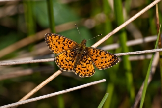 Small Pearl-bordered Fritillary butterfly