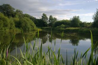 Severn Farm Pond Nature Reserve