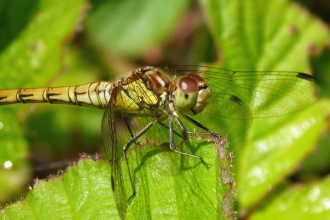 female Common Darter dragonfly