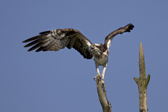 Nora, Dyfi female osprey defending her nest from intruding osprey