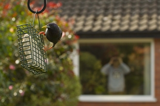A Starling on a bird feeder with a person watching with binoculars through a window copyright Ben Hall/2020VISION