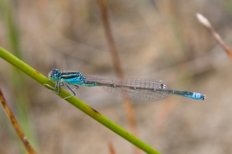 Male Scarce Blue-tailed Damselfly copyright Leon Van der Noll on flickr
