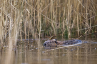 The young male beaver at Cors Dyfi getting to know his new home copyright MWT/Emyr Evans