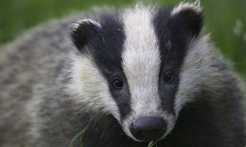 Badger looking at the viewer © Bertie Gregory/2020VISION