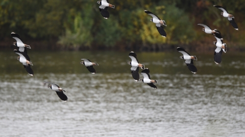 Lapwings in flight at Llyn Coed y Dinas copyright Patrick Cheshire