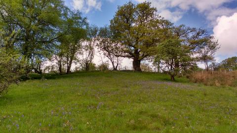 Dyfnant Meadows in spring