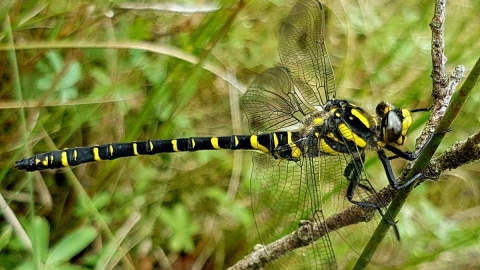 Golden-ringed Dragonfly at Llyn Mawr