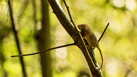 Young dormouse climbing a tree in Dolforwyn Woods Nature Reserve