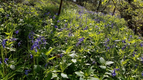 Bluebells in a sunny Dolforwyn Woods Nature Reserve