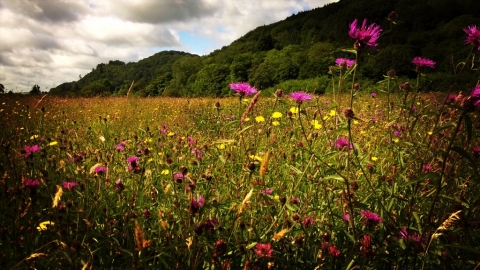 Summer meadows at Red House Nature Reserve copyright Montgomeryshire Wildlife Trust