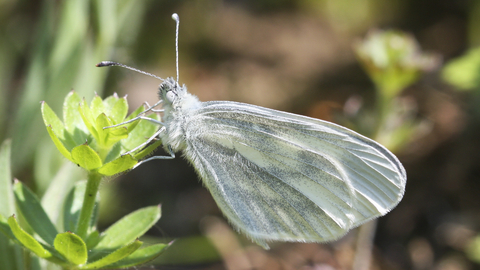 A wood white butterfly resting on a plant, with its distinctive oval wings closed