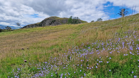 Roundton Hill in the background with harebells in orground