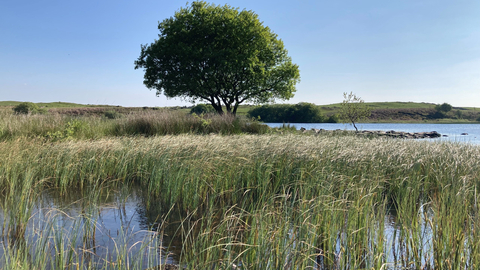 Llyn Mawr pool with tree in the centre