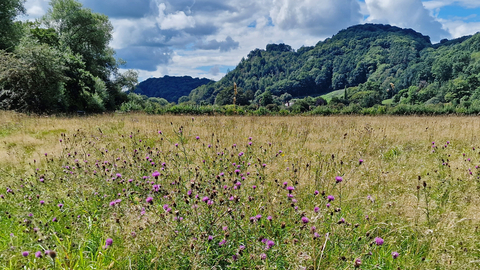 Red House Nature Reserve, with Knapweed in the foreground