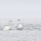Mute Swans in the snow image Printeboek on Pixabay
