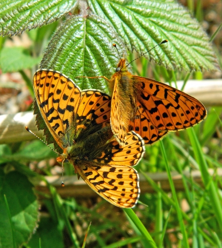 Pearl-bordered Fritillary butterfly pair copyright MWT