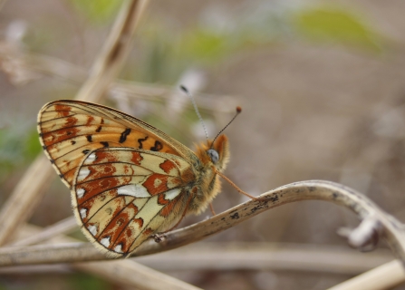 Pearl-bordered Fritillary butterfly copyright Tamasine Stretton
