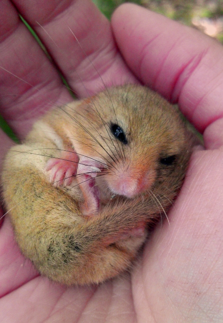 Hazel Dormouse curled up in hand copyright MWT