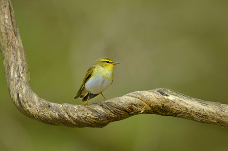 Wood Warbler (Phylloscopus sibilatrix) in sessile oak forest Wales © Andy Rouse/2020VISION 