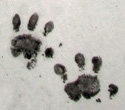 mammal footprints