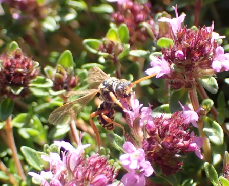 Female Gooden’s Nomad Bee (Nomada goodeniana) nectaring on a creeping thyme