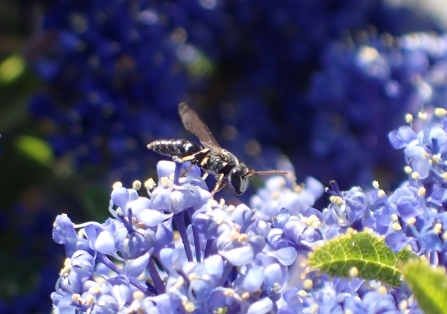 male Hairy Yellow-face bee (Hyleaus hyalinatus) on Ceanothus