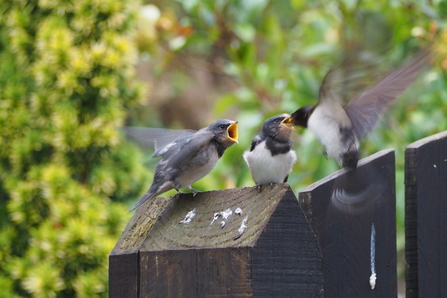 Newly fledged swallows begging for food
