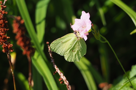 Brimstone butterfly nectaring