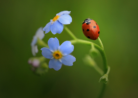 Seven-spot Ladybird on forget-me-not copyright Jon Hawkins