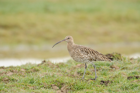 Curlew copyright Terry Whittaker/2020VISION