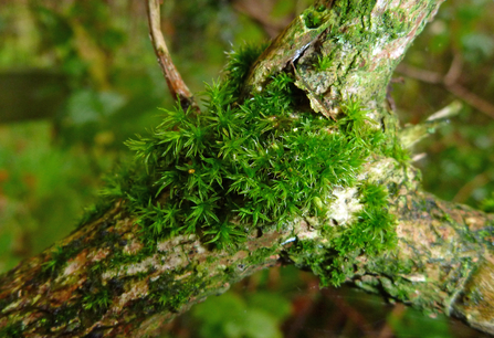 Some vibrant green moss growing on a tree branch