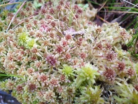 A close-up of some pale pink and greeny-coloured Sphagnum moss
