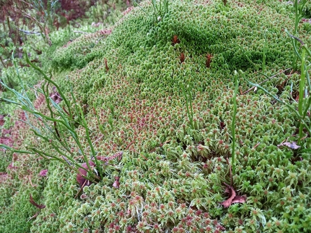 A carpet of Sphagnum Moss with a few tufts of polytrichum moss