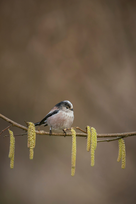 Long-tailed tit sitting on branch, with catkins