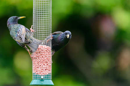 Two adult starlings on a bird feeder half full with peanuts