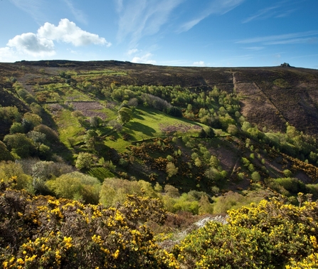 Landscape photograph of the Welsh Marches, yellow gorse in foreground