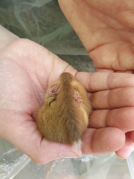 Orangey brown mouse white a white tip to its tail curled up in a ball in someone's hands.