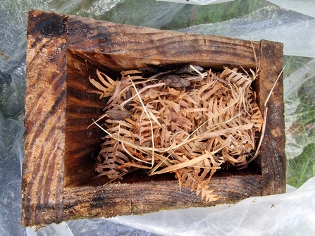 Box with a woven dormouse nest inside made from bracken and grass.