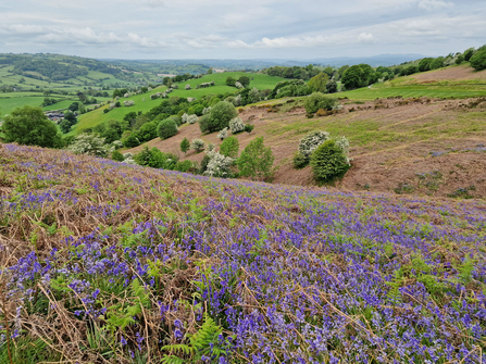 An open landscape view with a carpet of bluebells amongst dead bracken in the foreground, stretching away to scattered trees covered in white blossom, and then distant hills in the background