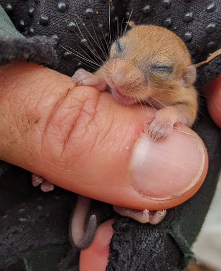 Small young mouse with its eyes closed on a human thumb