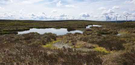 Peaty pools and associated habitat with a group of wind turbines in the background