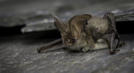 Brown Long-eared Bat copyright Tom Marshall