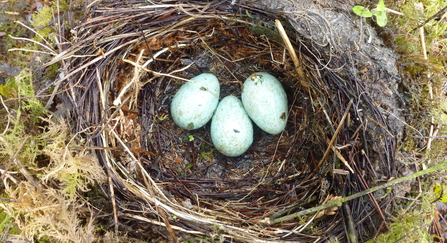 Blackbird nest with eggs copyright Lizzie Wilberforce