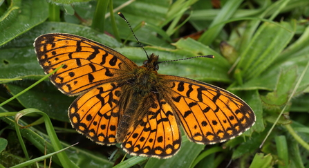 A small orange and brown-green butterfly at rest on green vegetation
