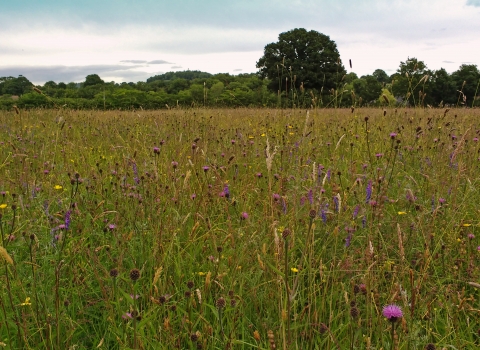 Meadow in full bloom at Montgomeryshire Wildlife Trust's Ty Brith Nature Reserve