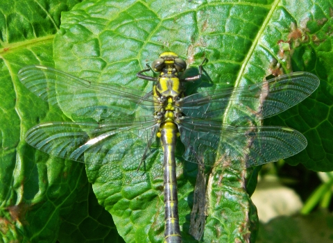 Common Clubtail dragonfly copyright MWT/Tammy Stretton