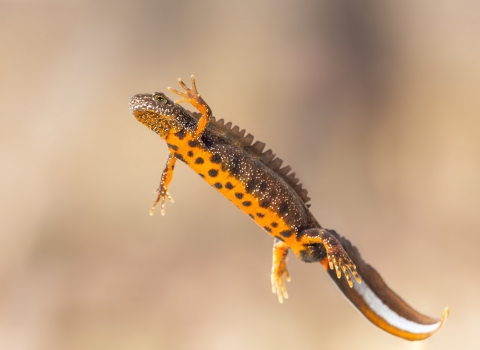 male Great Crested Newt