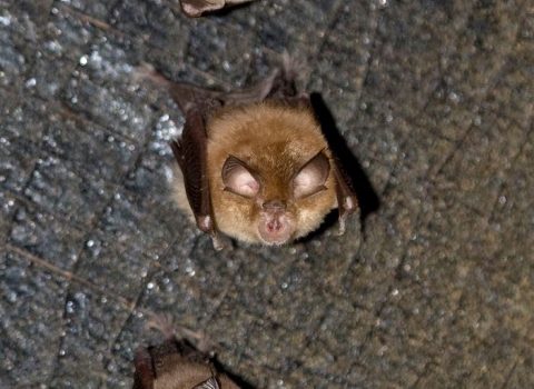 Lesser Horseshoe bats copyright Gareth Jones