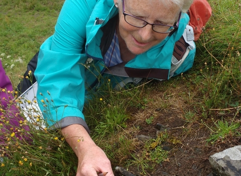 Volunteer examining the flora of a Local Wildlife Site copyright Montgomeryshire Wildlife Trust